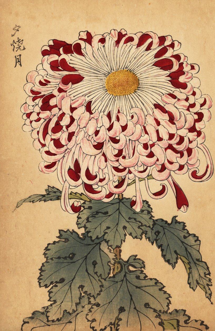Hybrydowa karmazynowo-biała chryzantema łyżeczkowa.,1893 (grawerunek) autorstwa Keika Hasegawa