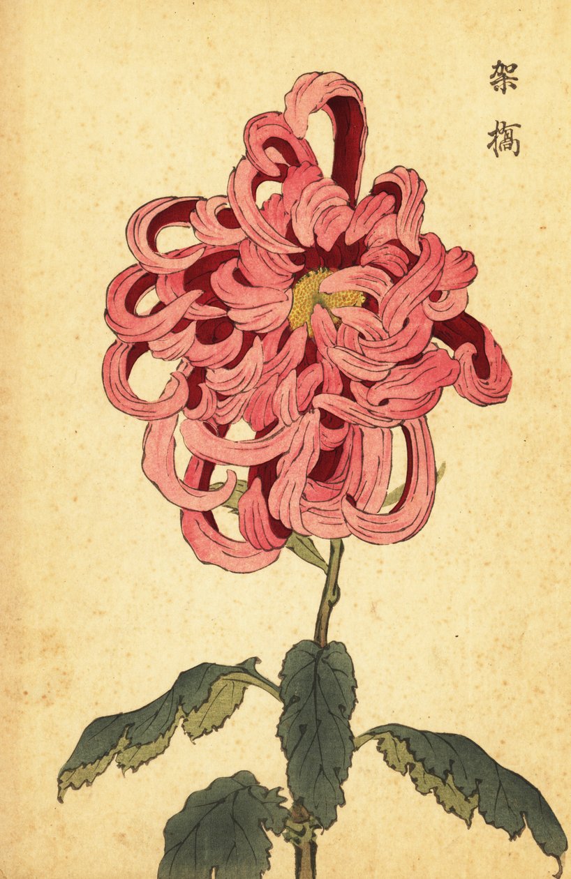 Hybryda różowo-karmazynowa chryzantema.,1893 (grawerunek) autorstwa Keika Hasegawa