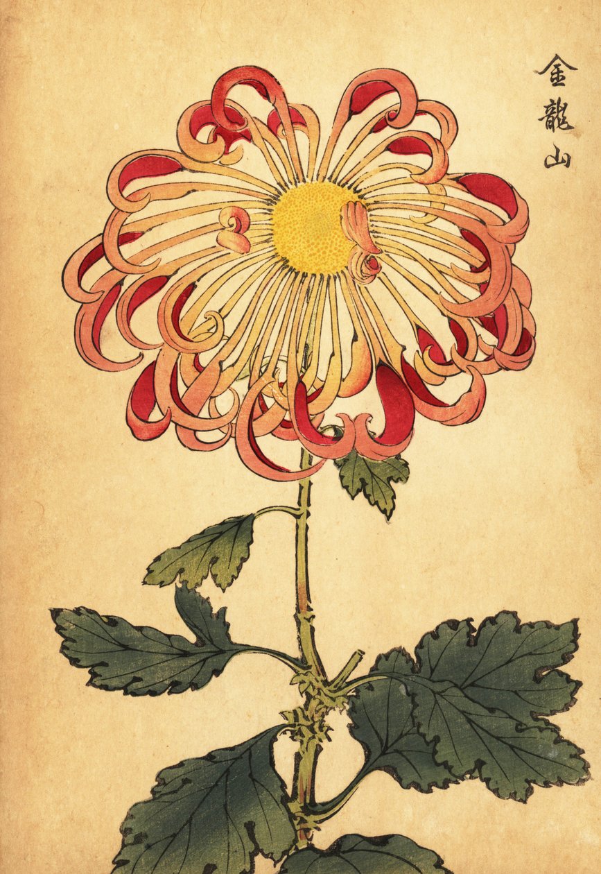 Hybrydowa różowa zakręcona łyżka chryzantema.,1893 (grawerunek) autorstwa Keika Hasegawa