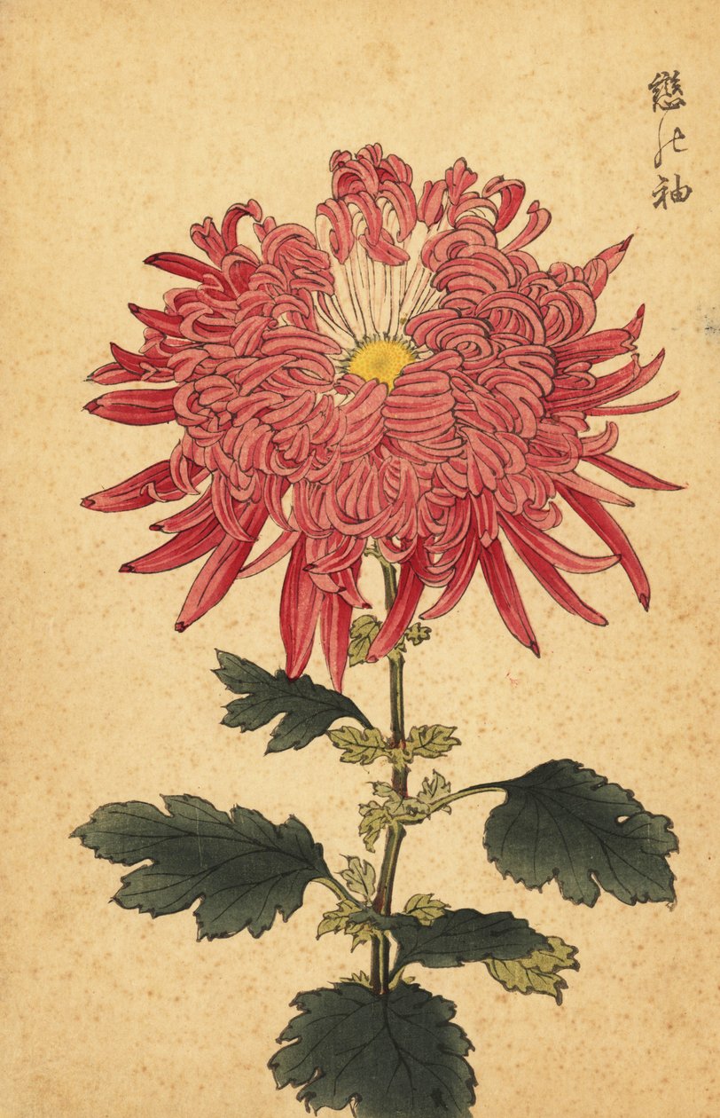 Hybrydowa różowa chryzantema piórkowa, 1893 (grawerunek) autorstwa Keika Hasegawa