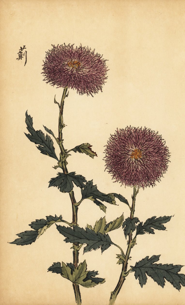 Hybrydowa fioletowa chryzantema.,1893 (grawerunek) autorstwa Keika Hasegawa