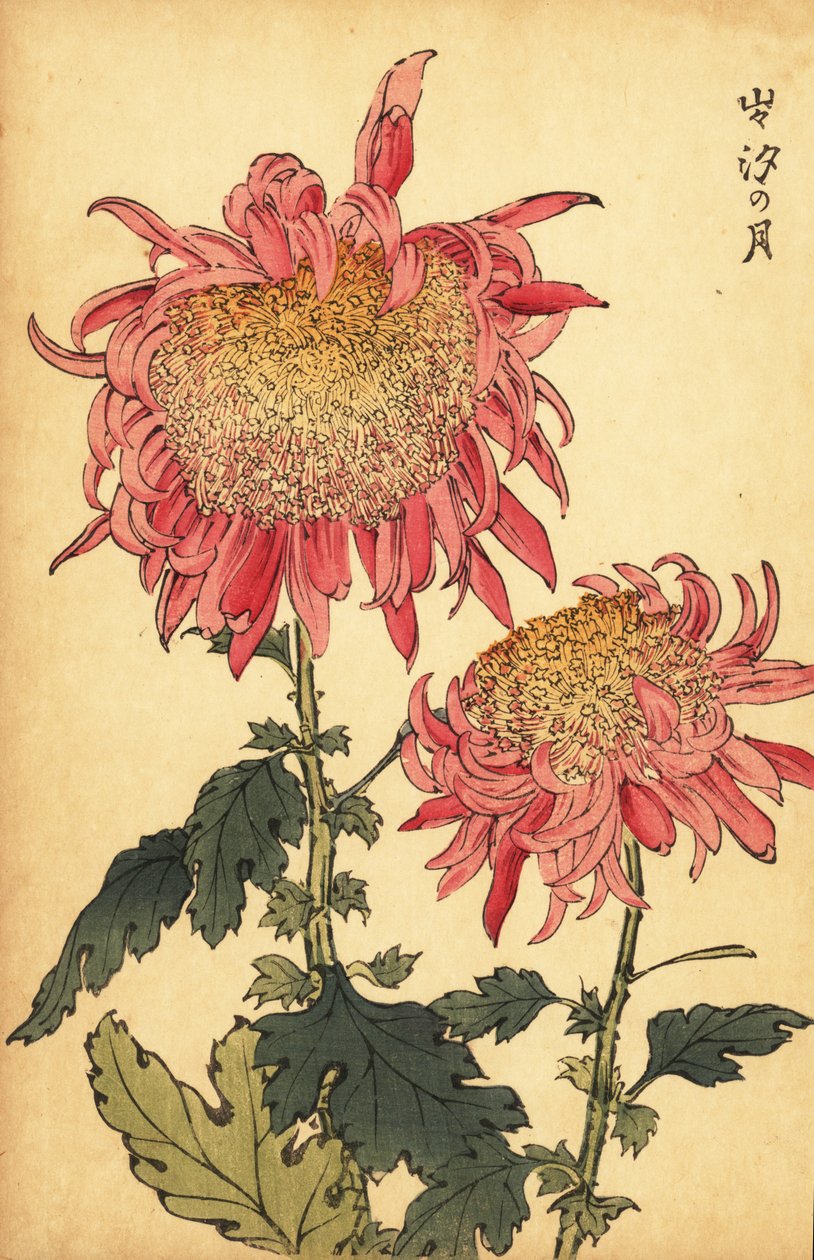 Hybryda łososiowo-różowa chryzantema.,1893 (grawerunek) autorstwa Keika Hasegawa