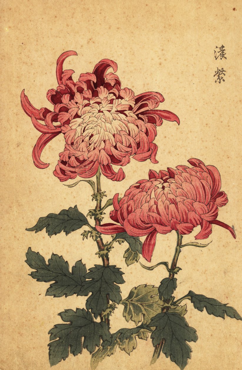 Hybryda łososiowo-różowa chryzantema.,1893 (grawerunek) autorstwa Keika Hasegawa