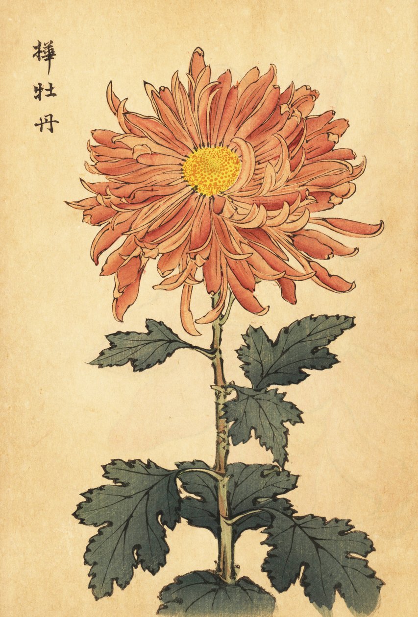 Hybryda łososiowo-różowa chryzantema.,1893 (grawerunek) autorstwa Keika Hasegawa