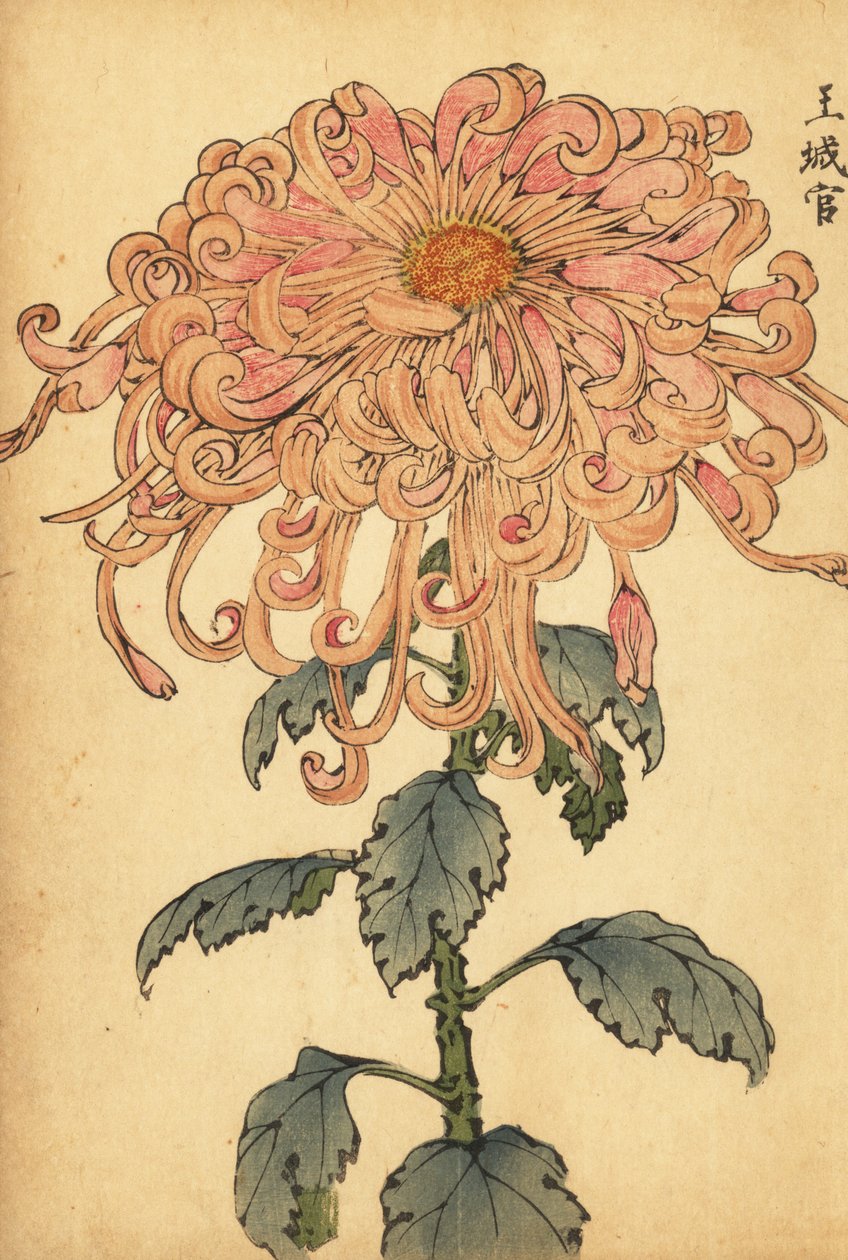 Hybrydowa chryzantema łososiowo-różowa z zawiniętymi płatkami.,1893 (grawerunek) autorstwa Keika Hasegawa