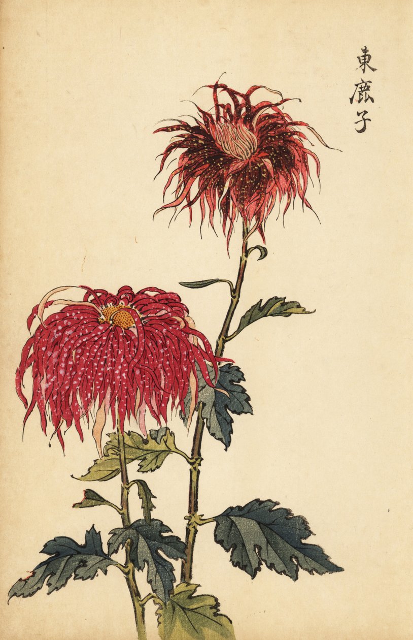 Hybrydowa chryzantema cętkowana szkarłatno-różowa, 1893 (grawerowanie) autorstwa Keika Hasegawa