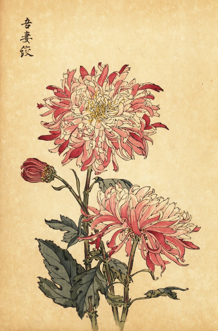 Hybryda pstrokata biało-różowa chryzantema.,1893 (grawerunek) autorstwa Keika Hasegawa