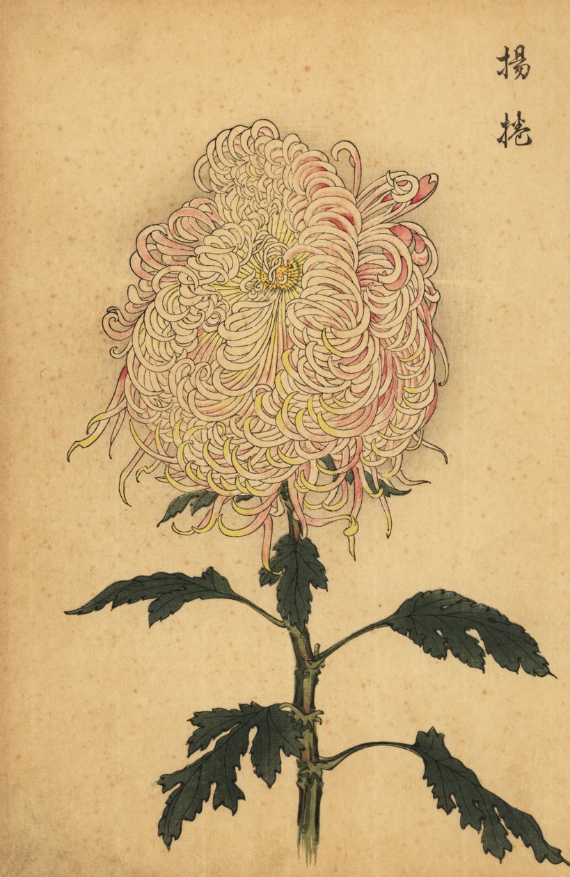 Hybryda biało-różowa chryzantema z lotkami.,1893 (grawerunek) autorstwa Keika Hasegawa
