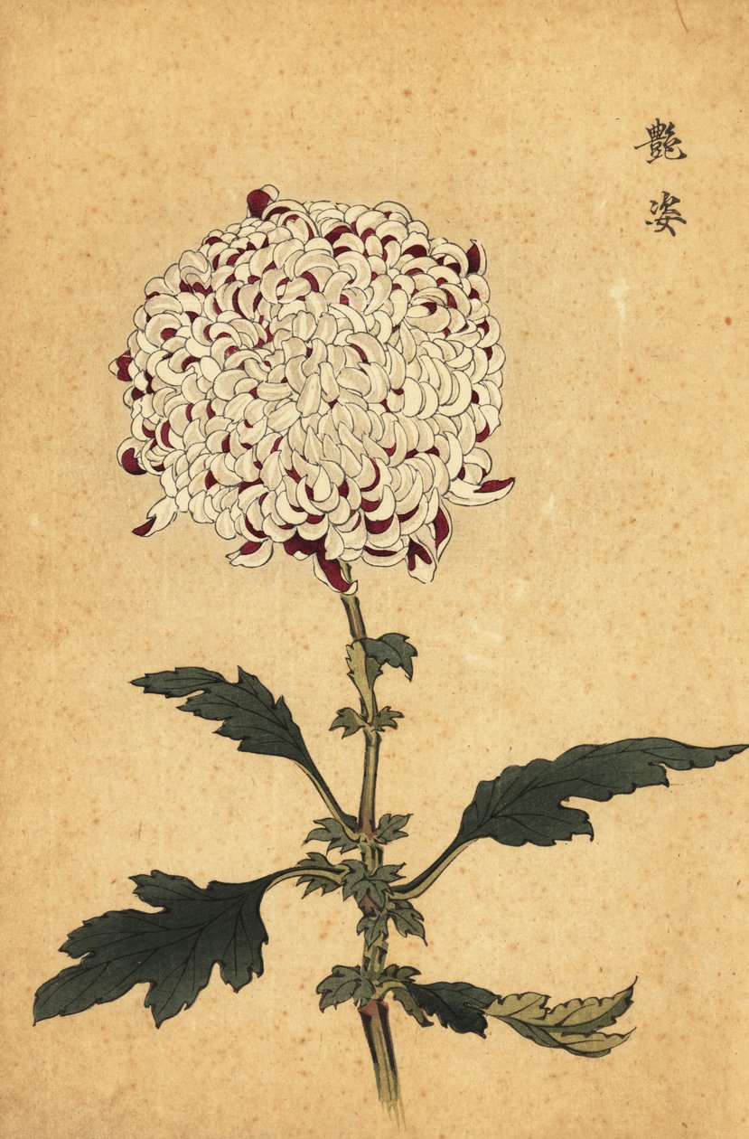 Hybryda biało-fioletowa pompon chryzantema.,1893 (grawerunek) autorstwa Keika Hasegawa