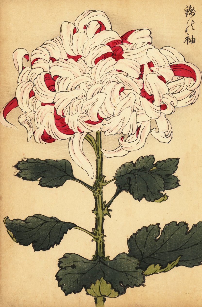 Hybryda biało-szkarłatna chryzantema, 1893 (grawerunek) autorstwa Keika Hasegawa