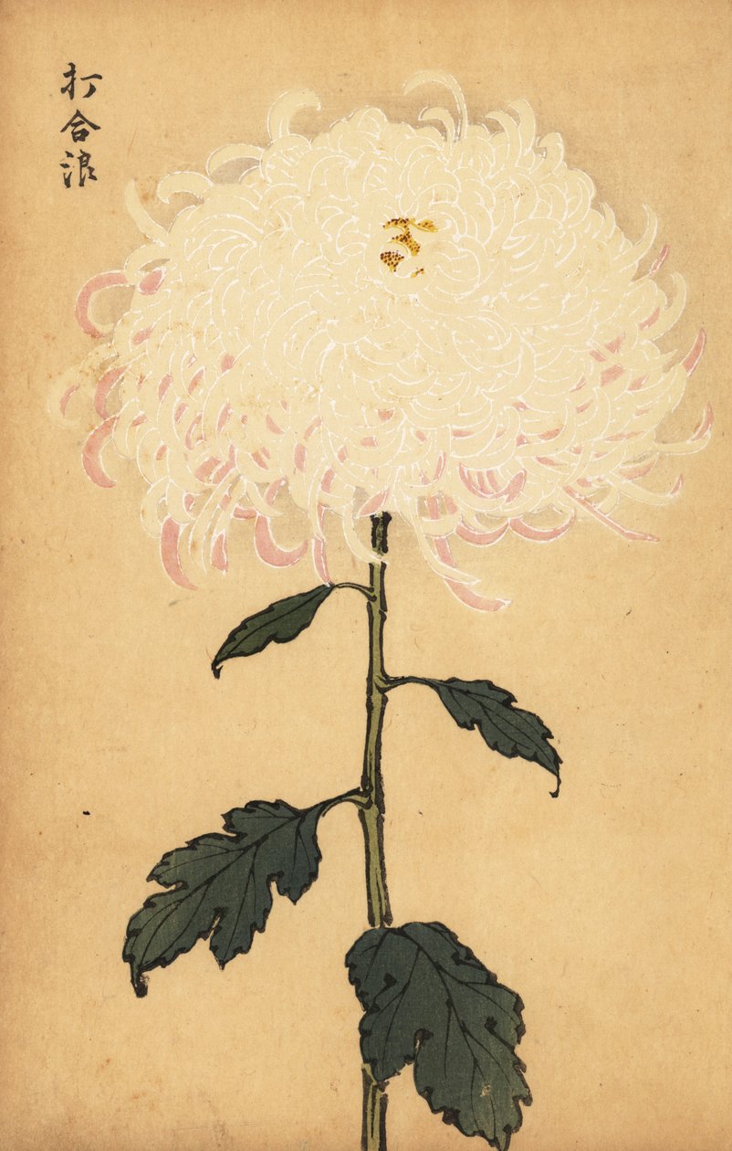 Hybryda biała chryzantema.,1893 (grawerunek) autorstwa Keika Hasegawa