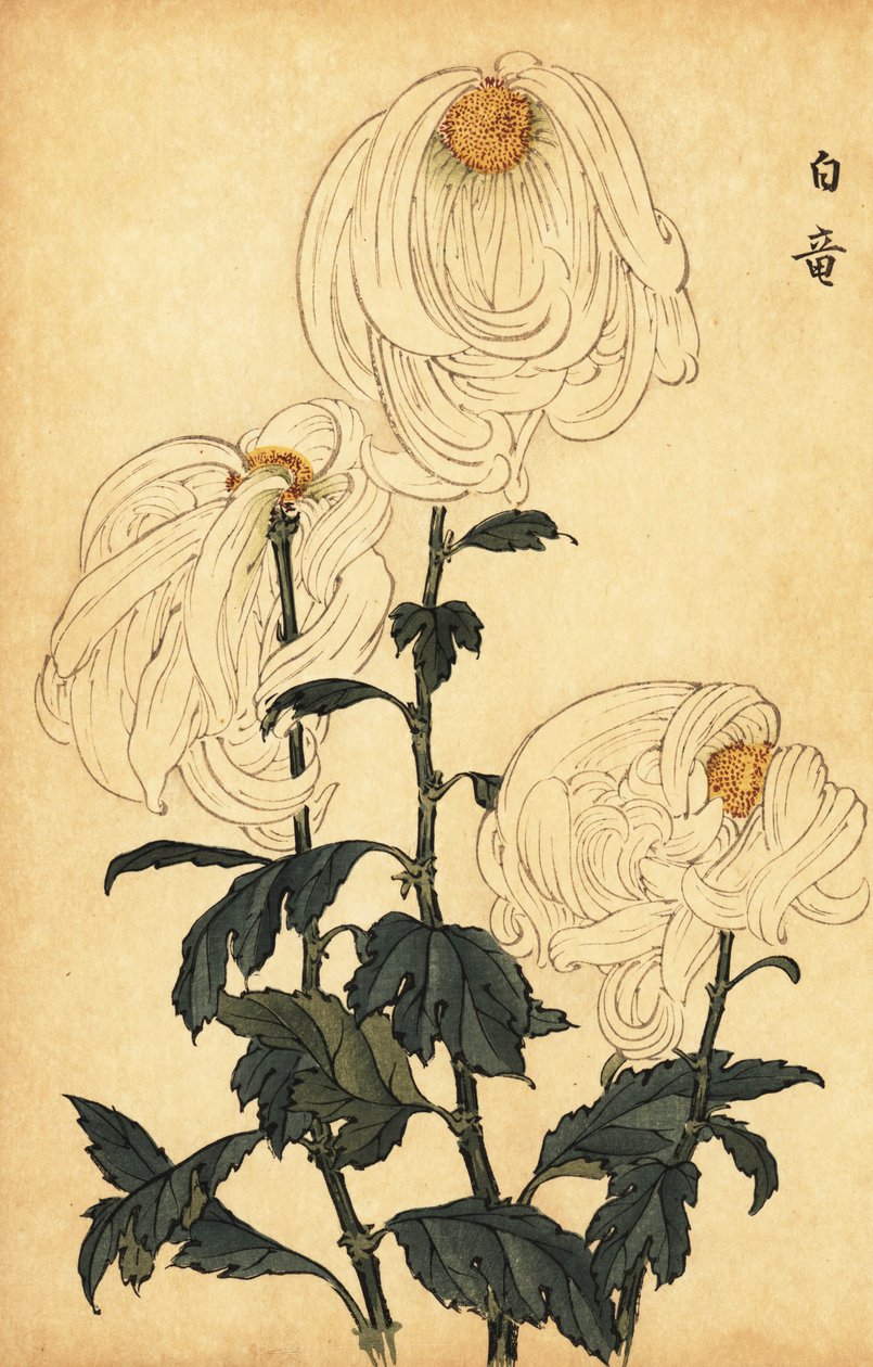 Hybryda biała chryzantema.,1893 (grawerunek) autorstwa Keika Hasegawa