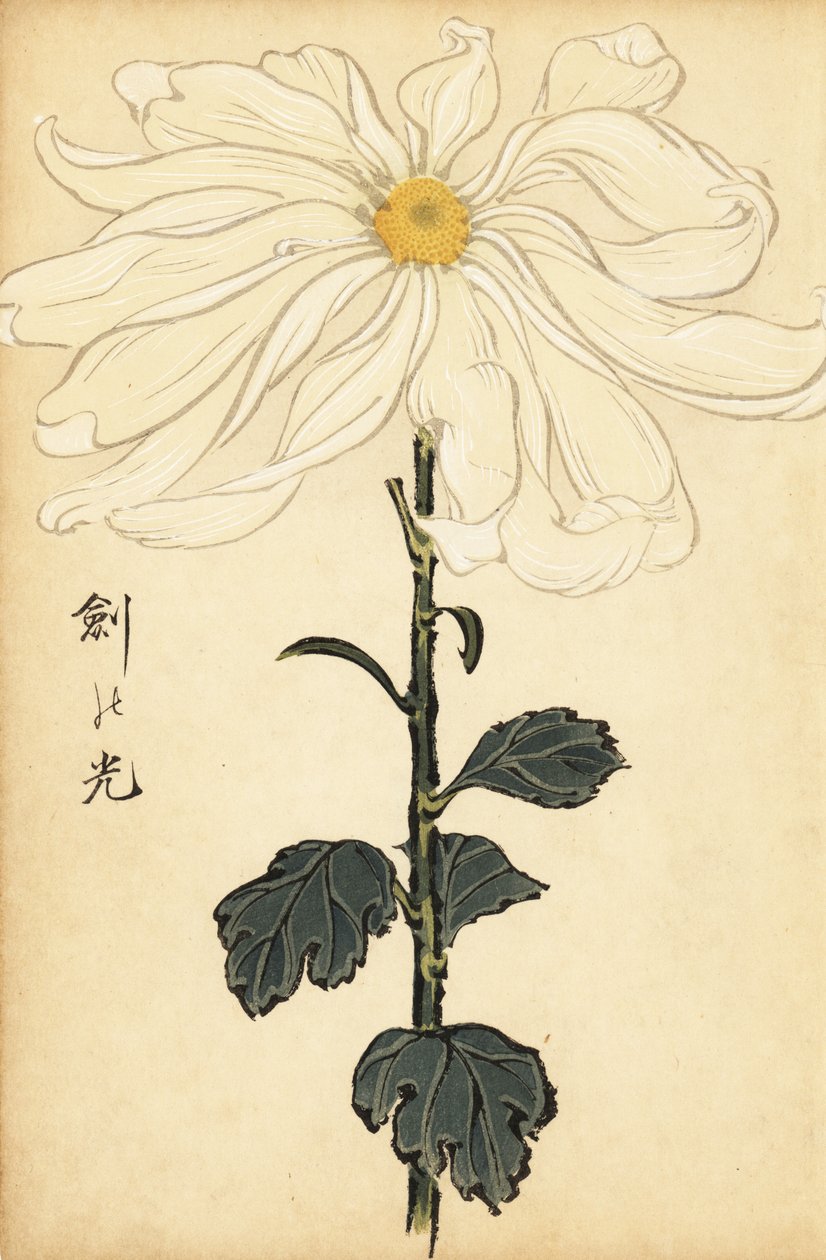 Hybryda biała chryzantema.,1893 (grawerunek) autorstwa Keika Hasegawa