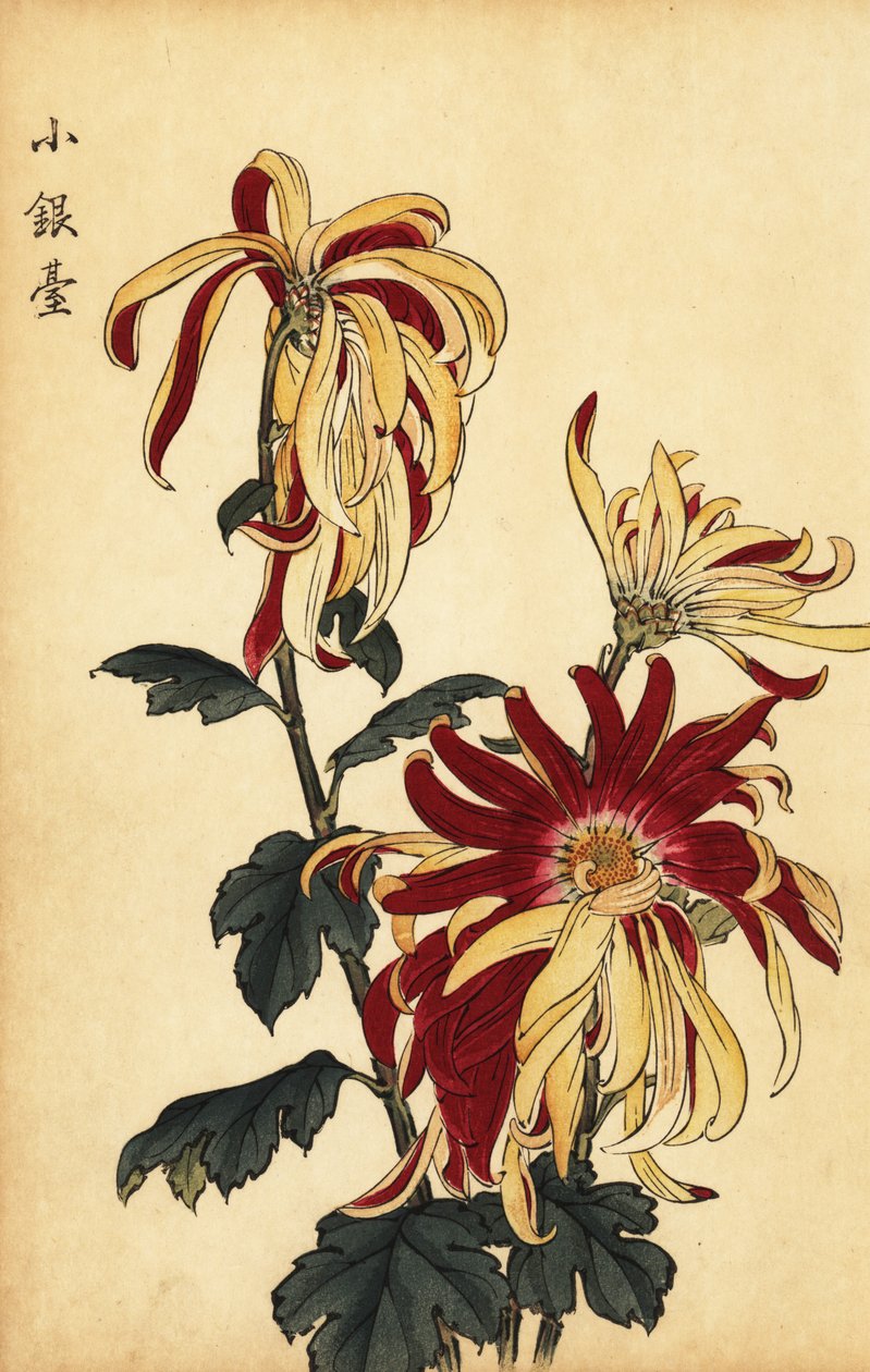 Hybryda żółto-karmazynowa chryzantema.,1893 (grawerunek) autorstwa Keika Hasegawa