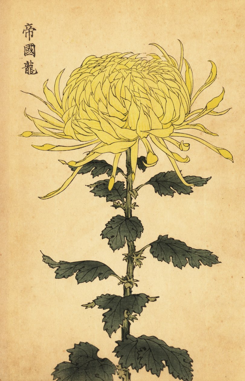 Hybryda żółta chryzantema.,1893 (grawerowanie) autorstwa Keika Hasegawa