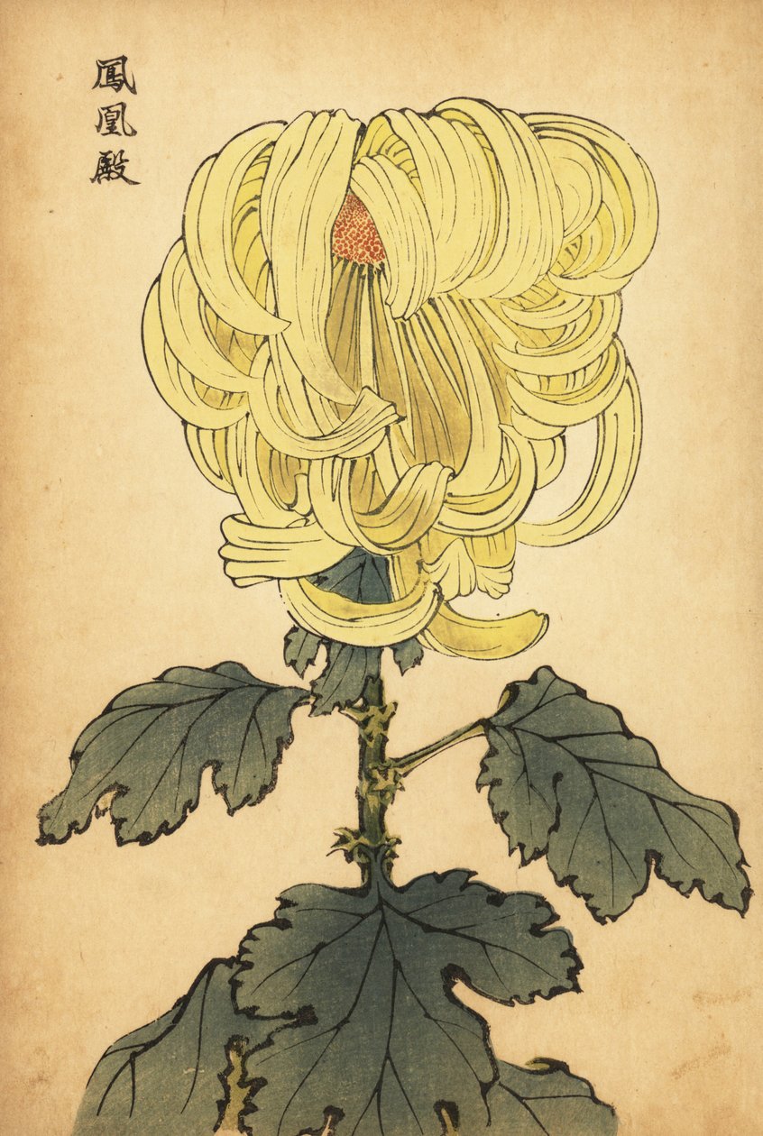 Hybrydowa żółta wygięta chryzantema, 1893 (grawerunek) autorstwa Keika Hasegawa