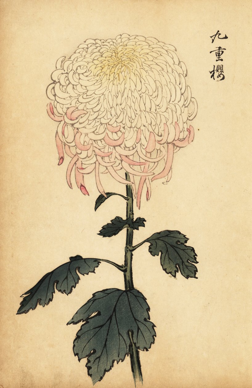 Pstrokata biało-różowa chryzantema.,1893 (grawerowanie) autorstwa Keika Hasegawa
