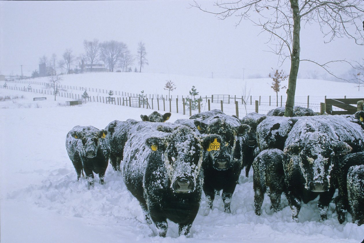 Bydło, hrabstwo Fauquier, VA, zima, śnieg, 2006 (zdjęcie) autorstwa Kenneth Garrett