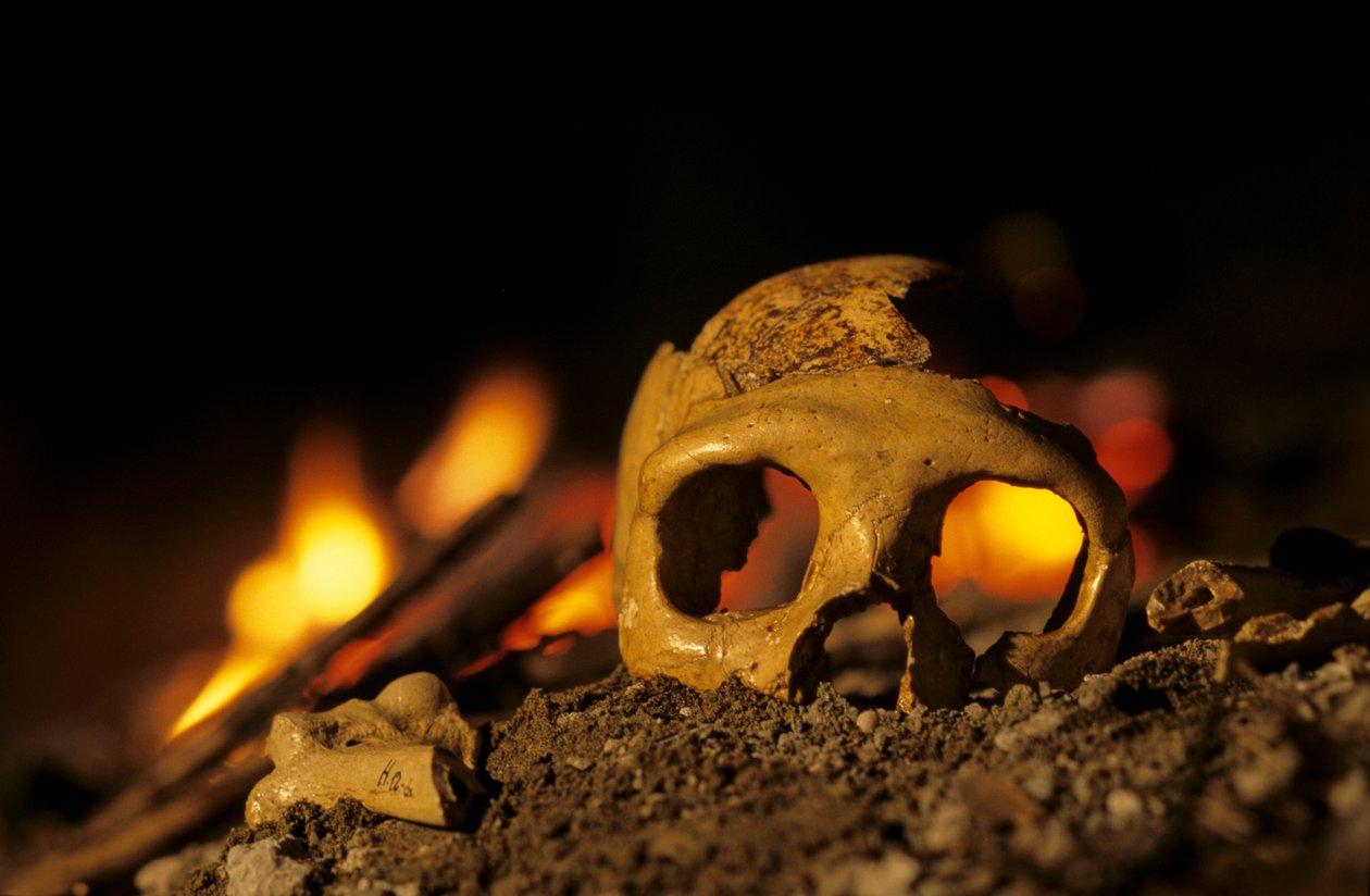 DOH; Neandertalczycy sprzed 130 000 lat, czaszka kobiety, Krapina 3, jaskinia Krapina, Bałkany autorstwa Kenneth Garrett
