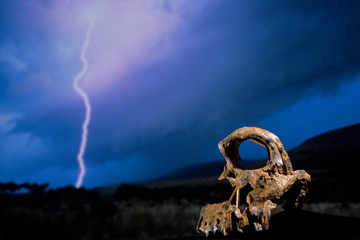 DOH; The First Steps, Broken Skull, STW 847, Lightning, High veld, Swartkrans, RPA, 2008 (zdjęcie) autorstwa Kenneth Garrett
