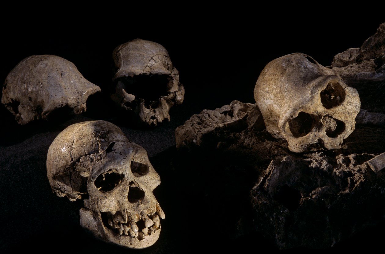 Cztery czaszki ze stanowiska Homo Erectus w Dmanisi, Gruzja autorstwa Kenneth Garrett