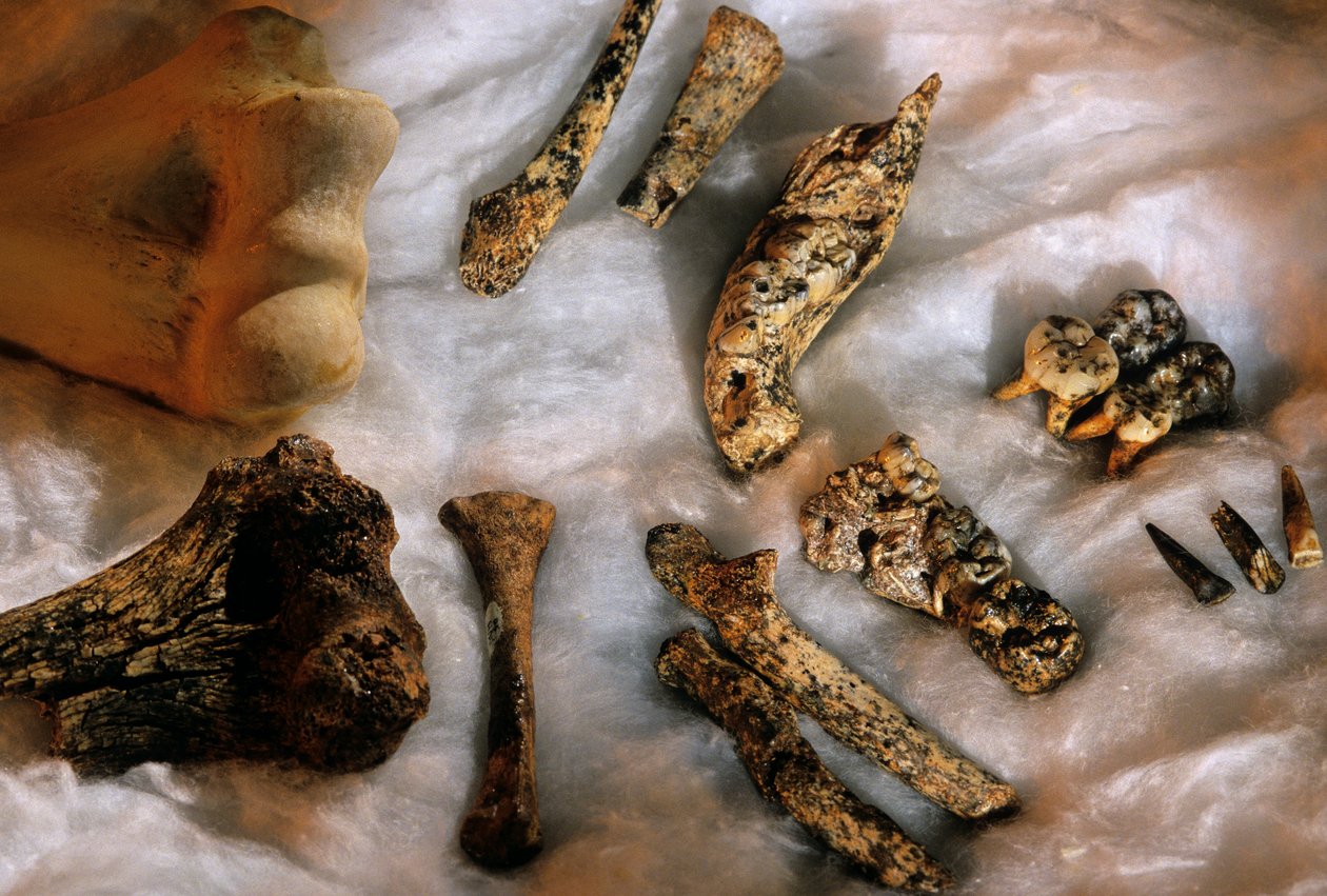 Kości hominidów z kością ramienną współczesnego człowieka (u góry po lewej) dla porównania rozmiarów, Drimolean... autorstwa Kenneth Garrett