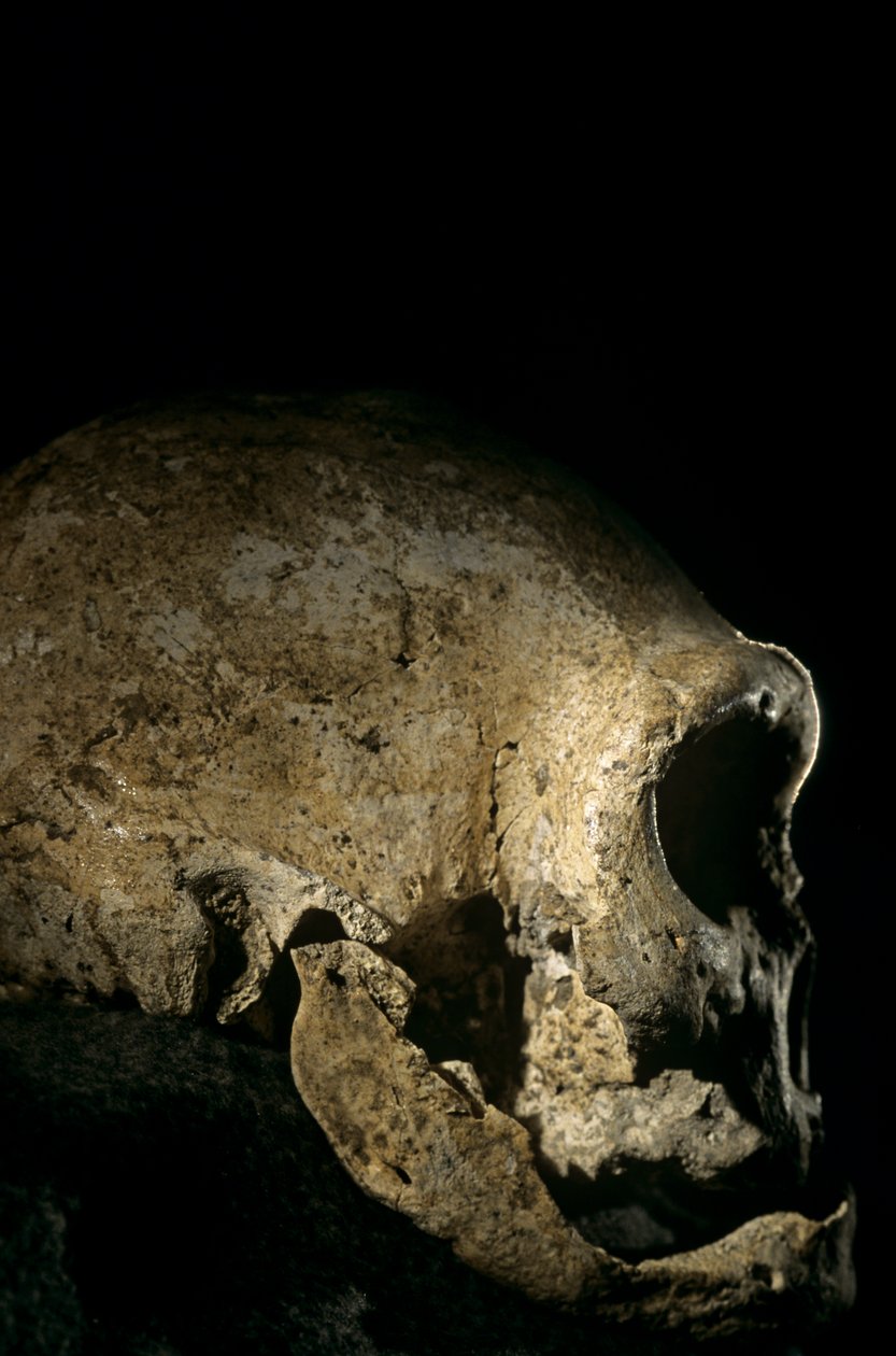 Czaszka Homo erectus, bezzębna, Dmanisi, Gruzja Stanowisko Homo erectus autorstwa Kenneth Garrett