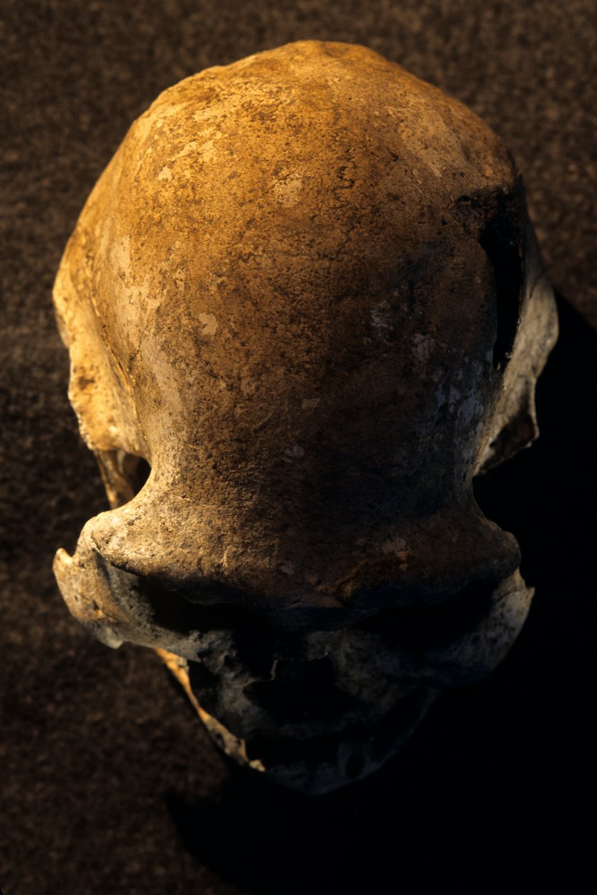 Czaszka Homo erectus, bezzębna, Dmanisi, Gruzja Stanowisko Homo erectus autorstwa Kenneth Garrett