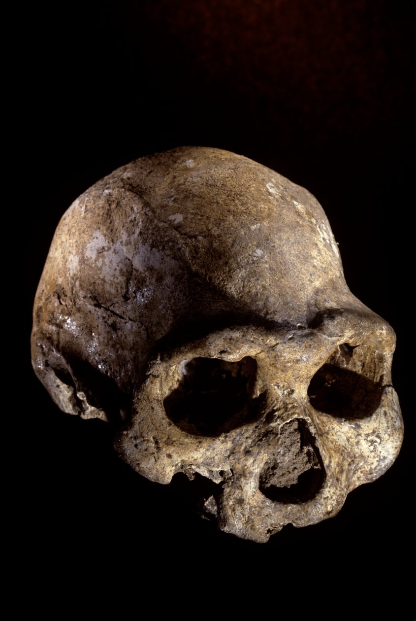 Czaszka Homo erectus, bezzębna, Dmanisi, Gruzja Stanowisko Homo erectus autorstwa Kenneth Garrett