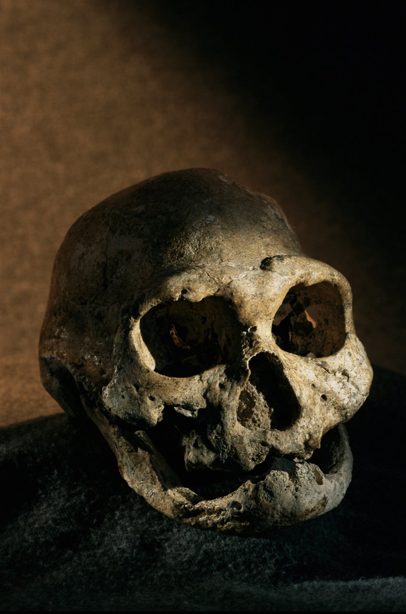 Czaszka Homo erectus, bezzębna, Dmanisi, Gruzja Stanowisko Homo erectus autorstwa Kenneth Garrett