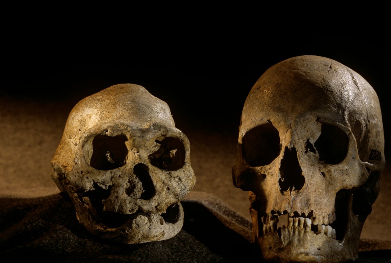 Czaszka Homo erectus, bezzębna i czaszka współczesnego człowieka, Dmanisi autorstwa Kenneth Garrett