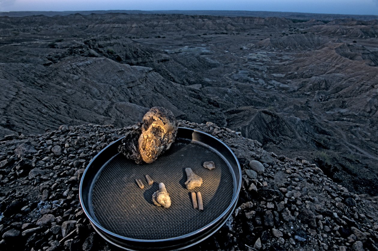 Dziecko Lucy, Zeray Alemseged, Australopithicus Afarensis, Etiopia, paleontolog,..., 2006 (zdjęcie) autorstwa Kenneth Garrett