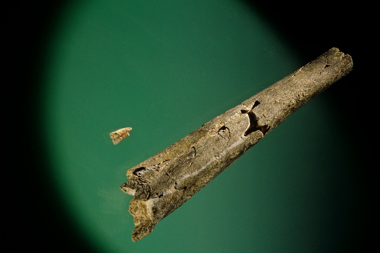 Kość piszczelowa i dolne siekacze, Boxgrove, Anglia, 500000 BP, skamieniałości Homo Heidelbergensis autorstwa Kenneth Garrett