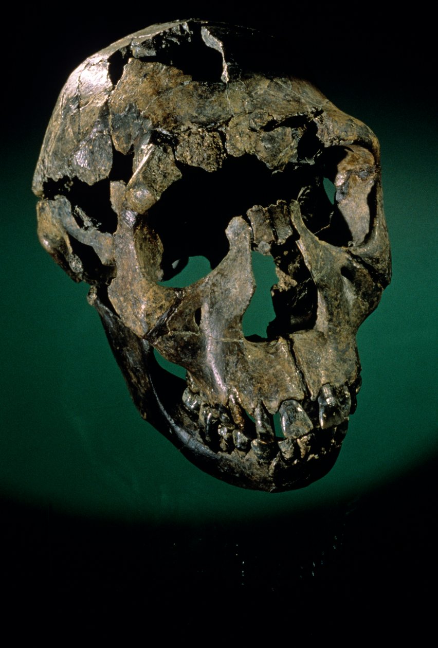 Turkana Boy, Kenia, Zachodnia Turkana, Jezioro Turkana, KNMER-WT15000, H. erectus, Nariokotome..., 2008 (foto) autorstwa Kenneth Garrett