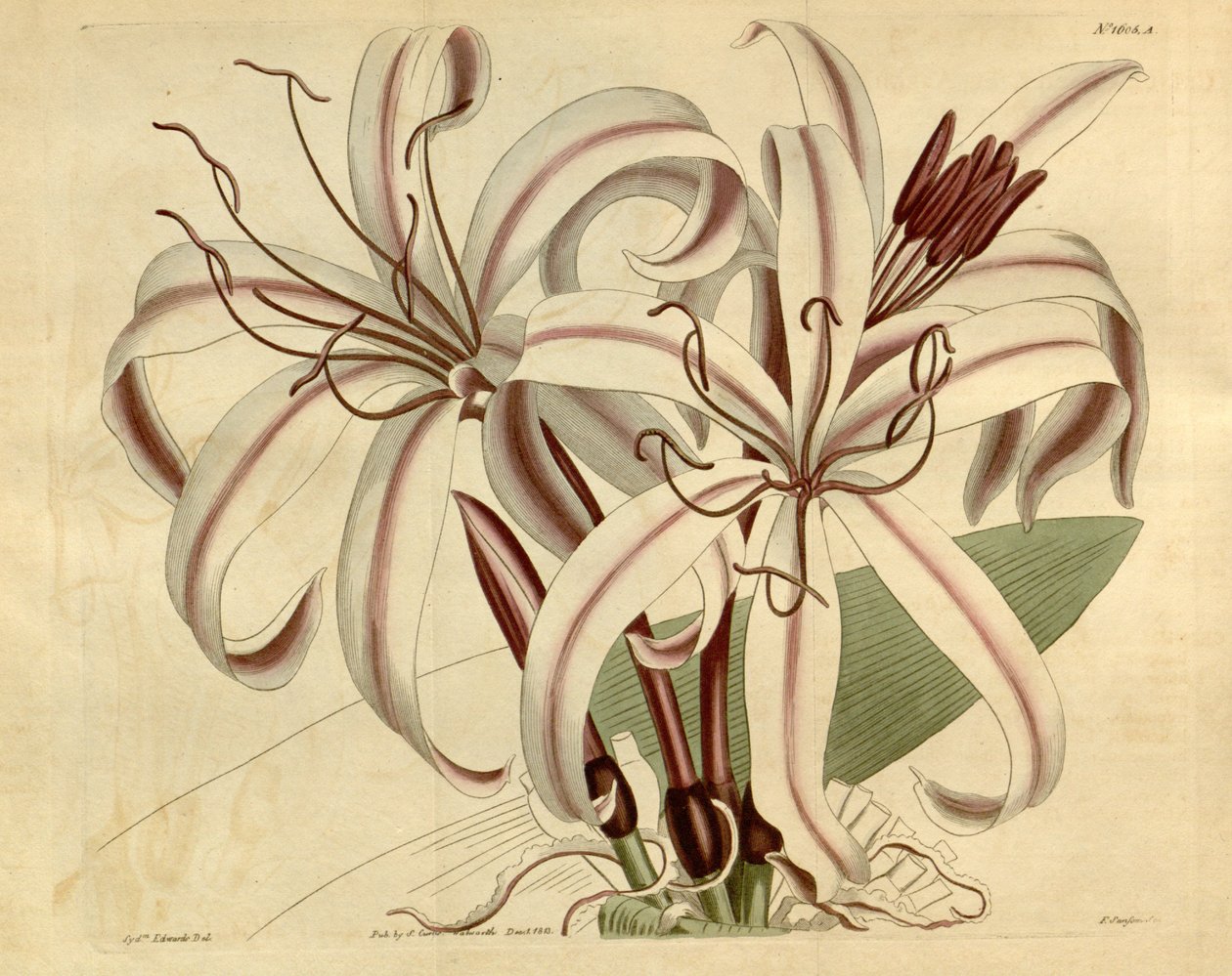 Crinum kochane autorstwa Ker Gawler