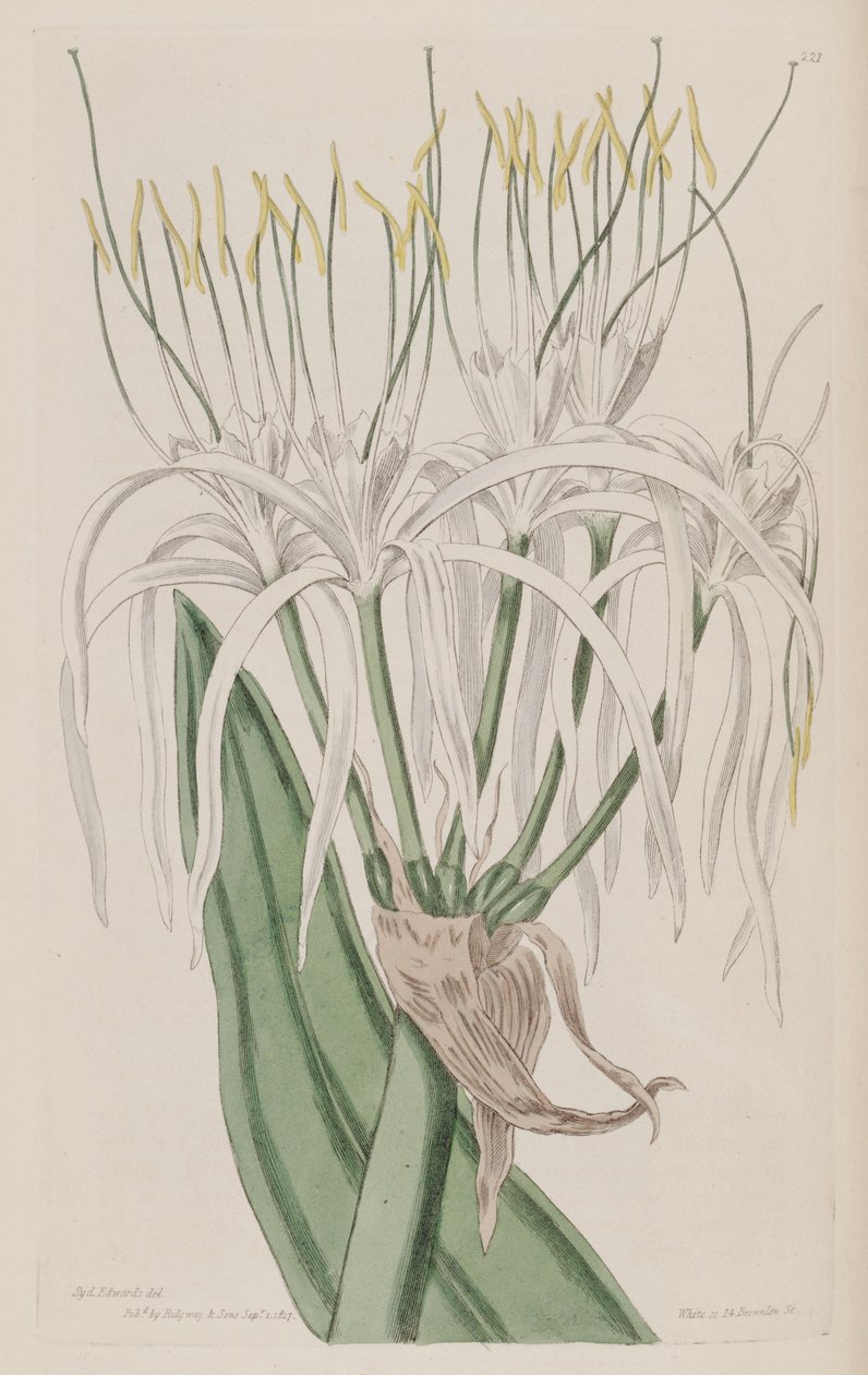 Hymenocallis caribaea autorstwa Ker Gawler