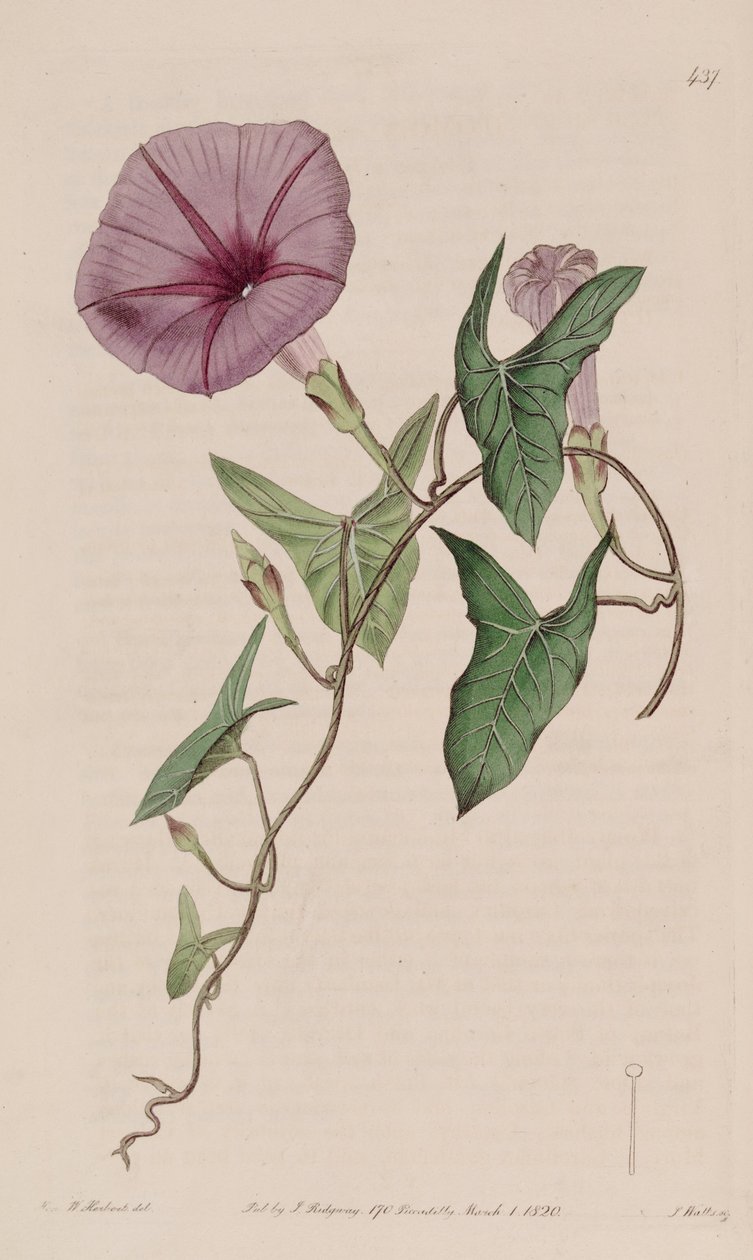 Ipomoea sagittata autorstwa Ker Gawler