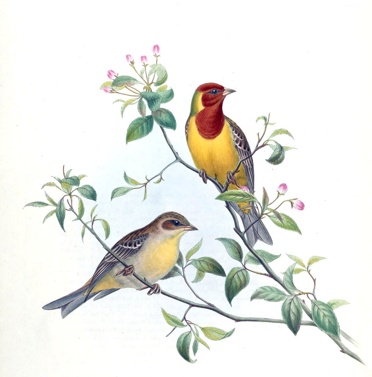 Emberiza bruniceps autorstwa Kersti Nebelsiek