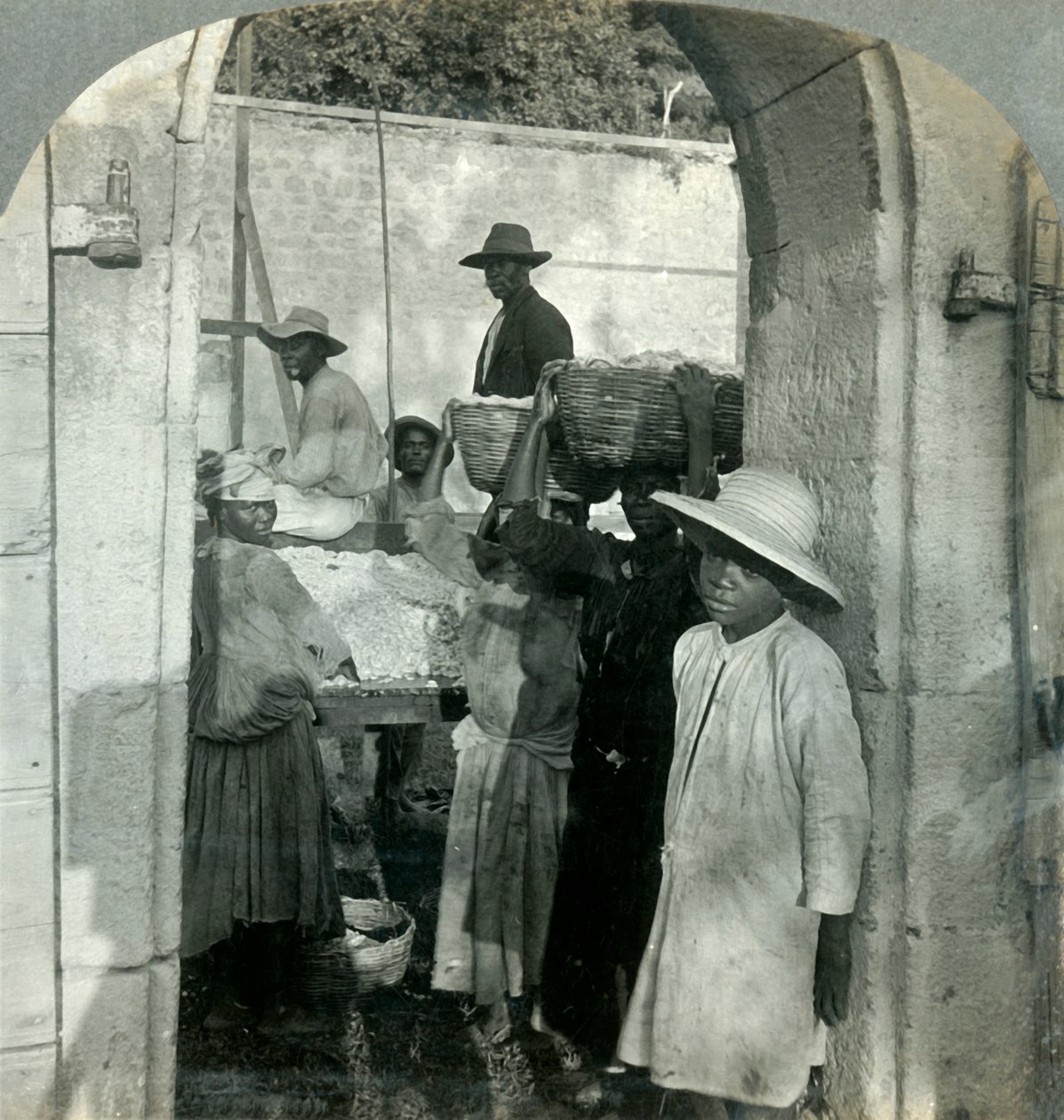 Kakao Świeże z Strąków, Dominika, B.W.I., 1893. autorstwa Keystone View Company