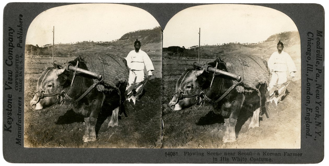 Rolnictwo w pobliżu Seulu, Korea Południowa, 1900. autorstwa Keystone View Company