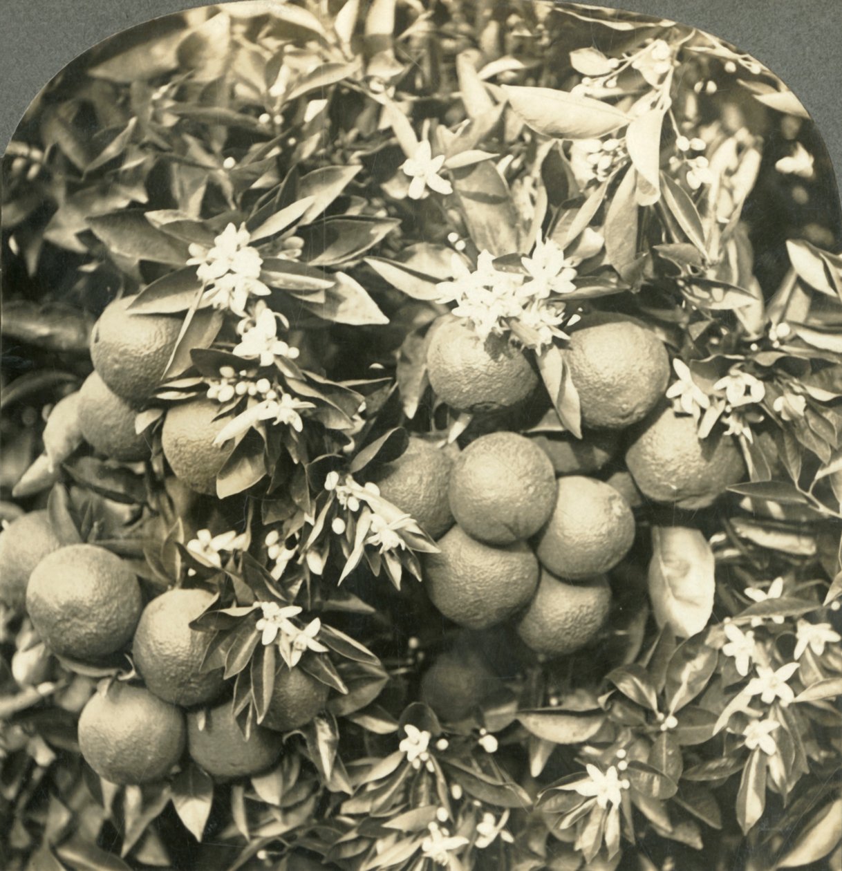 Kwiaty pomarańczy i dojrzałe pomarańcze rosnące na tym samym drzewie, Kalifornia, ok. 1900. autorstwa Keystone View Company