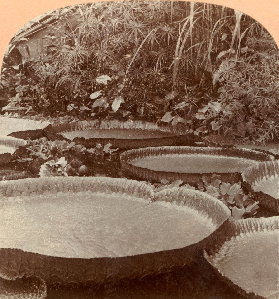 Thureza Lily, Ogród Botaniczny, Hamburg, Niemcy, 1895. autorstwa Keystone View Company