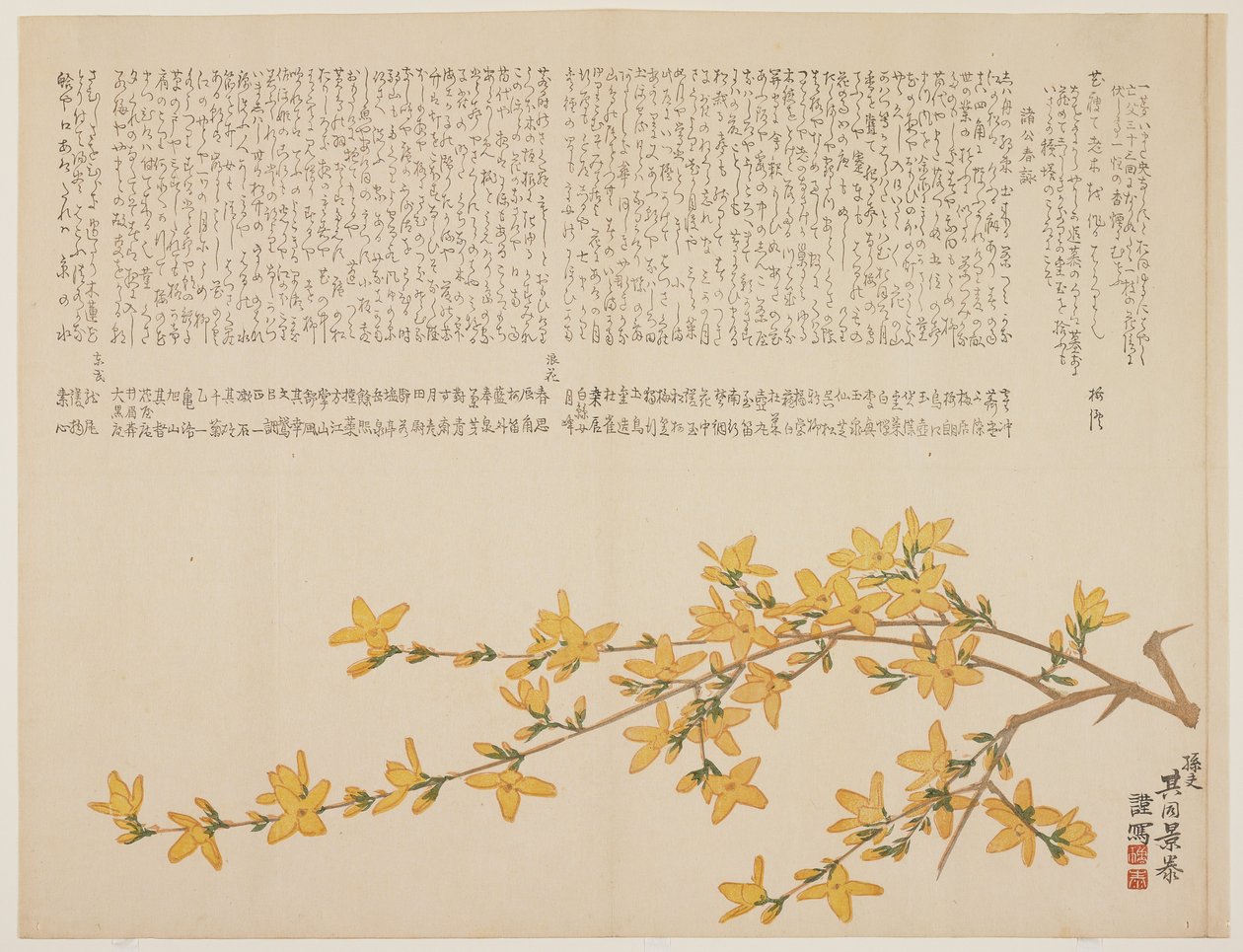 Japońska żółta róża lub Yamabuki, ok. 1818-29 (kolorowy drzeworyt) autorstwa Kid Kageyasu
