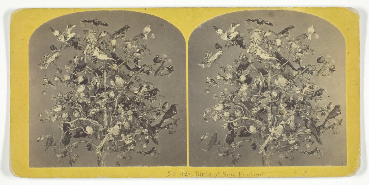 Ptaki Nowej Anglii, 185575. Twórcy: Kilburn Brothers, BW Kilburn. autorstwa Kilburn Brothers, BW Kilburn