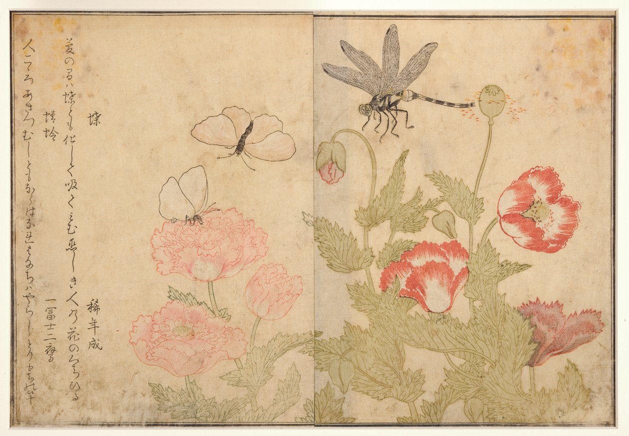 Motyl i ważka, 1788 (drewno) autorstwa Kitagawa Utamaro