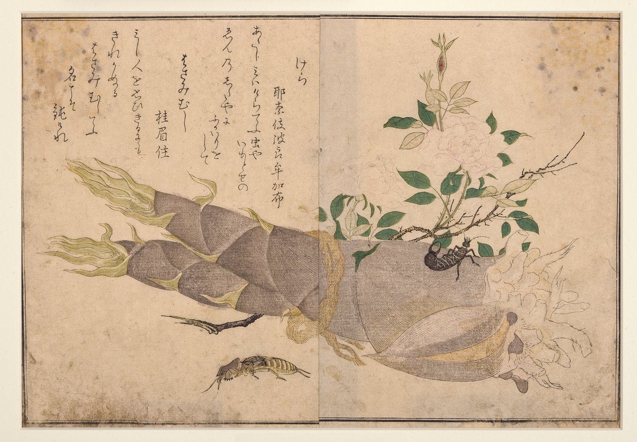Kolczatka i kretownica, 1788 (drzeworyt) autorstwa Kitagawa Utamaro