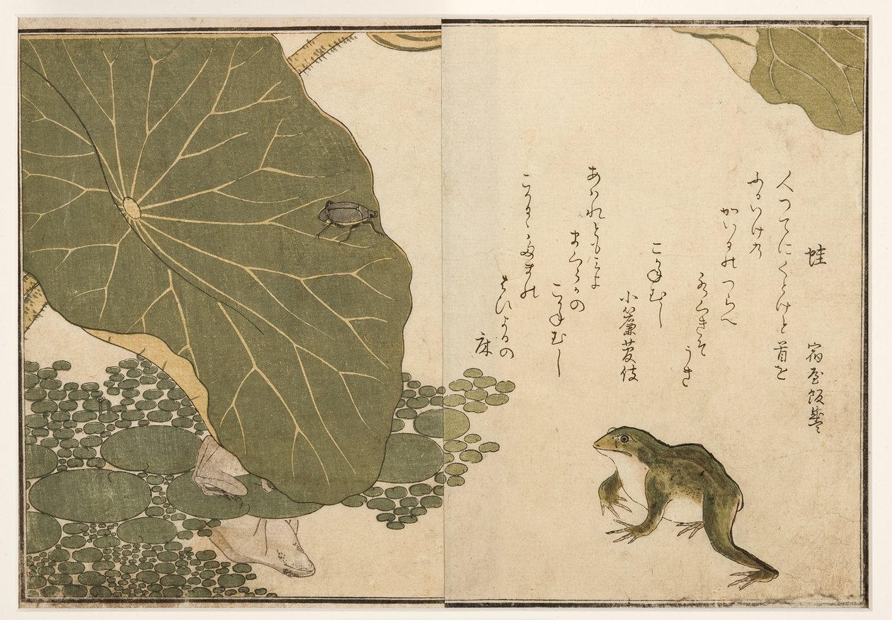 Żaby i złoty chrząszcz, 1788 (drzeworyt) autorstwa Kitagawa Utamaro