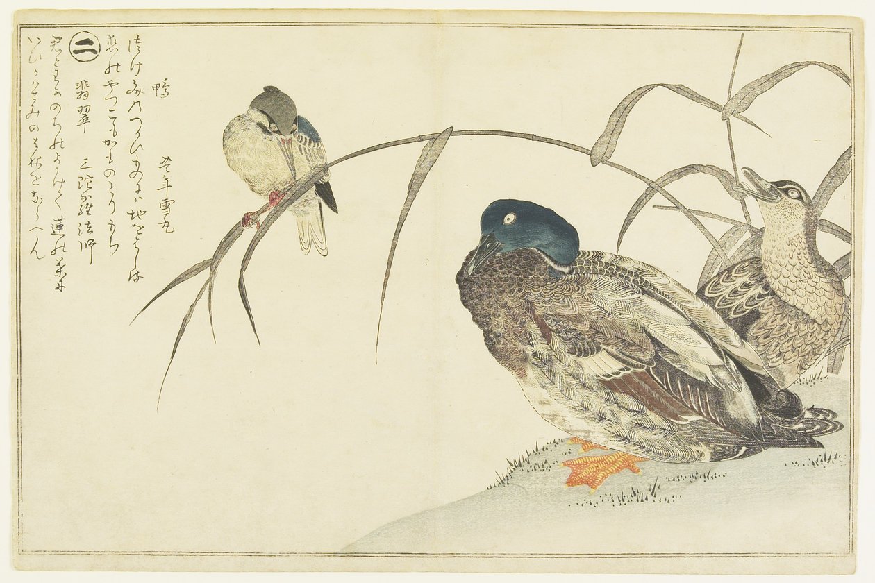 Krzyżówki i zimorodek, 1790 autorstwa Kitagawa Utamaro