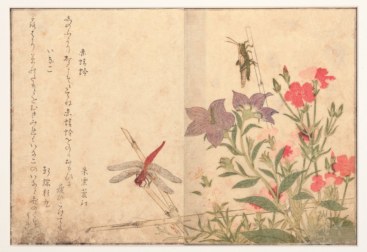 Czerwona ważka i szarańcza ryżowa, 1788 (drzew) autorstwa Kitagawa Utamaro