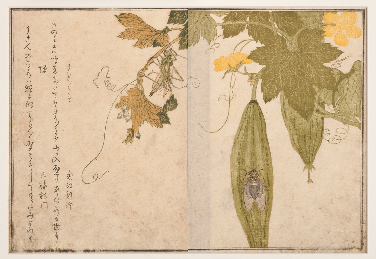 Śpiew świerszczy na cykadzie, 1788 (drzew) autorstwa Kitagawa Utamaro